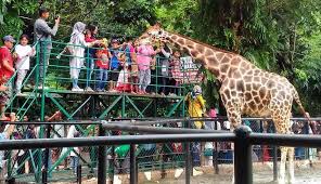 Objek wisata ini juga menampilkan. 5 Interesting Facts About Surabaya Zoo