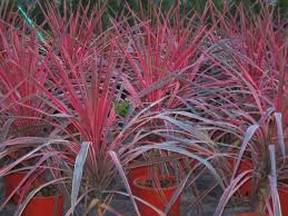 Image result for Cordia pilosissima