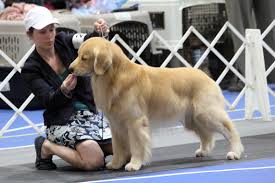 She is very sw… more. Westminster Dog Show And Work Some Show Dogs Serve Search Or Soothe Syracuse Com