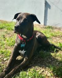 How much does a lab cost? The Pitbull Lab Mix All You Need To Know K9 Web