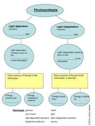 Photosynthesis Graphic Organizer Light Dependent Vs Light