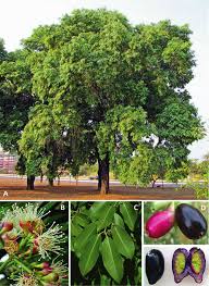 Image result for Syzygium cumini