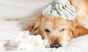 What You Need To Know About Kidney Stones In Dogs Usually, if the stones are small, they will go undetected and the. kidney stones in dogs