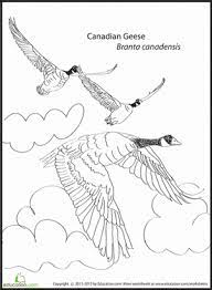 Some tips for printing these coloring pages: Canadian Geese Worksheet Education Com Canadian Goose Goose Craft Coloring Pages