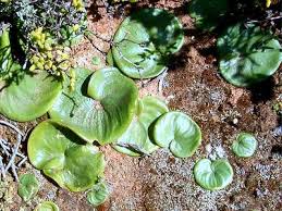 Image result for Eriospermaceae