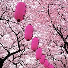 Flower Festival Pinkkkk Cherry Blossom Japan Cherry Blossom Festival Flower Festival