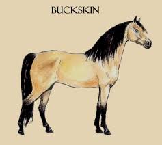 Image result for Light Buckskin 1990 Colt