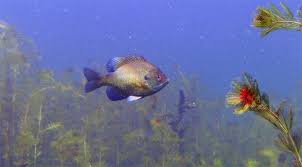 Sun Fish In Keuka Lake Fingerlakes1 Com