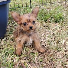 It is known for its sweet appearance, with soft, long and flowing coat colored in white, brown, apricot, black and tan. Morkie Puppies For Sale Naples Fl 326181 Petzlover