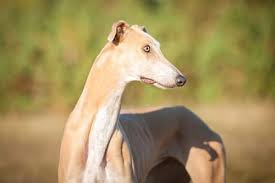 In der vergangenheit wurden sie als jagdhunde aufgrund ihrer enormen geschwindigkeit eingesetzt. Greyhound Hunde