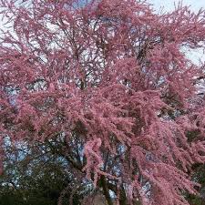 Image result for Grona ramosissima