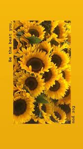 1080 x 452 jpeg 63 кб. Yellow Aesthetic Sunflowers Hd Wallpapers 1080p 4k Aesthetic Wallpaper Yellow Sunflower 3179859 Hd Wallpaper Backgrounds Download