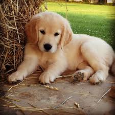 Cute Golden Retriever Puppies Wallpaper Picserio Com Picserio Com