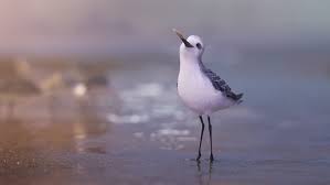 Image result for Piper