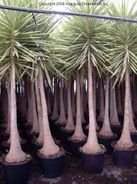 Check spelling or type a new query. Variegated Yuccas