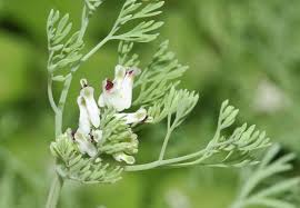 fineleaf fumitory (Fumaria parviflora) · iNaturalist