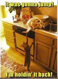 Funny Animal Picture Overload 42 Pics Funny Cat Pictures Animal Captions Funny Animals