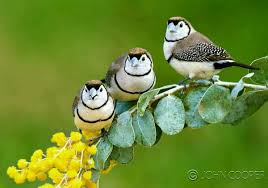 Bird Aviary For Sale Nsw Pin By Marcha Coursey On Birds Birds Beautiful Birds Pretty Birds