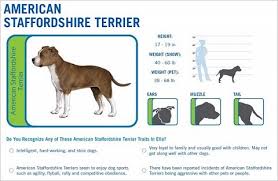 american staffordshire terrier behavior goldenacresdogs com