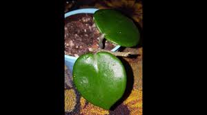 Brazil hoya carnosa snow ball variegata hoya carnosa grey ghost. Hoya In A Bag Chelsea Youtube