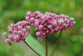 Image result for Asclepias