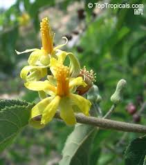 Image result for Grewia flavescens