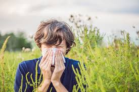 Eine allergie gegen die pollen der. Ragweed Allergie Herbstheuschnupfen