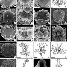 Image result for Ctenium longiglume