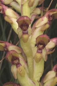 Image result for Disa brevicornis