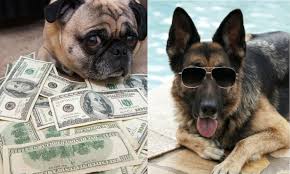 Her breeder breeds working dogs and has provided dogs to the seeing eye and fidelco to become guide dogs, so she breeds for temperament just as much as working ability. The World S Richest Dog And Other Rich Pets