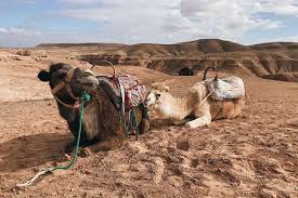 A baggage camel can carry up to 220 pounds (100 kilograms) and travel 25 miles (40 kilometers) a day, even farther in the cool of night. Desert Agafay And Atlas Mountains Waterfall Camel Ride Day Trip From Marrakech Placepass