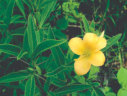 Image result for Barleria randii