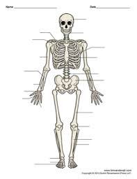 Human anatomy for muscle, reproductive, and skeleton. Printable Human Skeleton Diagram Labeled Unlabeled And Blank