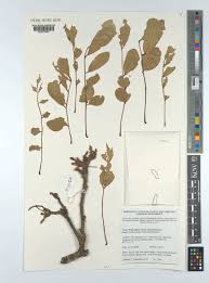 Image result for Philenoptera