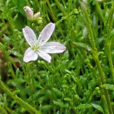 Image result for Montiniaceae