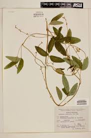 Image result for Teramnus uncinatus