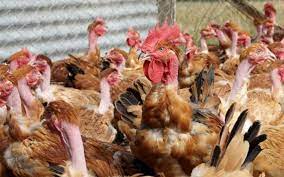 La grippe aviaire est en train de causer la mort de millions d'oiseaux en europe. Grippe Aviaire Quatre Questions Sur Le Retour Du Virus En Europe Le Parisien