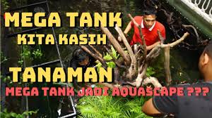 Part 5 Saga Mega Tank Irfan Hakim Kali Ini Kita Planting Tanaman Mau Jadi Aquascape Nih Youtube