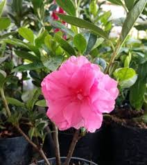 Cara pengobatan ambeien dengan daun binahong. Bunga Azalea Di Indonesia