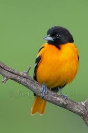 Widespread east of the great plains, baltimore orioles are often very common in open woods and groves in summer. Pin By Susan Birtch On A Little Birdie Told Me Oriole Bird Colorful Birds Backyard Birds