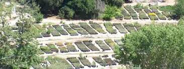 Things to do in fallbrook. Native Plants Las Pilitas Nurseries