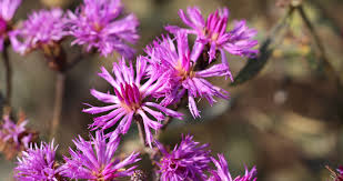 Image result for Vernonia glabra