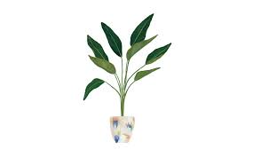 Check spelling or type a new query. Plant Minimal Desktop Wallpapers Top Free Plant Minimal Desktop Backgrounds Wallpaperaccess