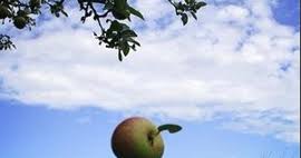 Vocea liniştită a mării, voi respir din nou ploaia care va cădea. InvÄƒÈ› Germana Online Conjugare Verb Fallen A Cadea