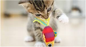 How bengals cats developed their jumping skills. Fun Facts About Cats And Kittens