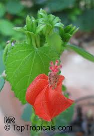 Image result for Malvaviscus