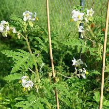 Image result for Solanum sisymbriifolium