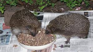 Rezepte igelfutter manche zählen zu jenen glücklichen, die einen igel als gartenbewohner haben. Wie Man Einen Igel Im Herbst Richtig Futtert Aktion Tier Igelzentrum Niedersachsen E V