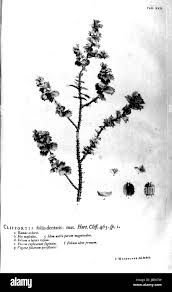 Image result for Cliffortia