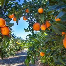 Captain dan adams, who began his career with the orange police dept. San Fernando Valley S Last Orange Grove Could Be Historic Landmark Curbed La